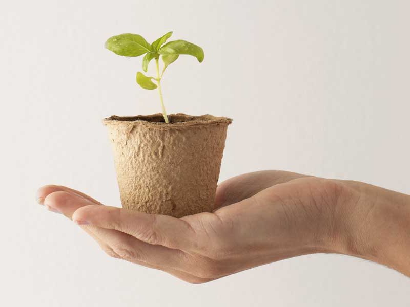 Seedling