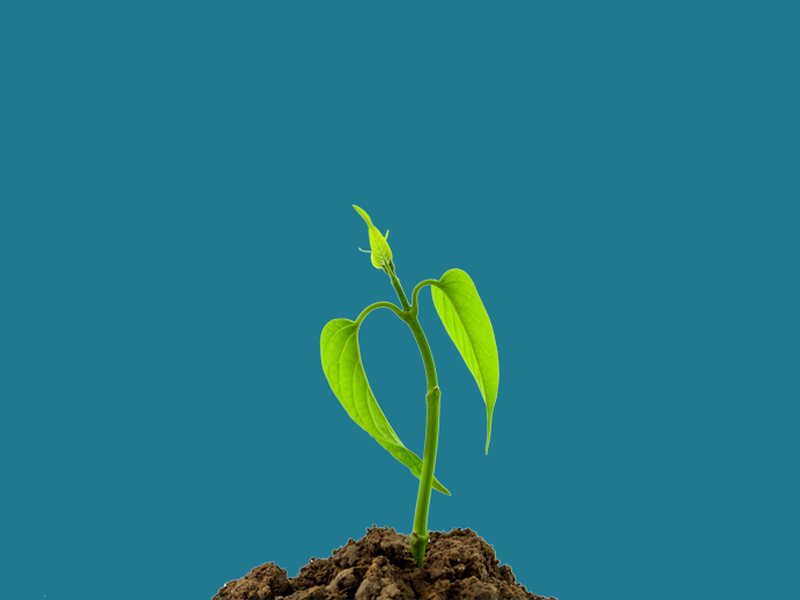 Seedling